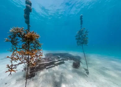 Credit NOAA National Marine Sanctuaries