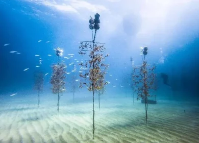 Credit NOAA coralrestorationfoundation