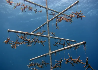 NOAA coral nurseries
