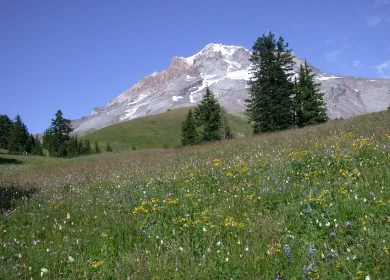 USFS Paradise Park Wildflowers-Mt Hood